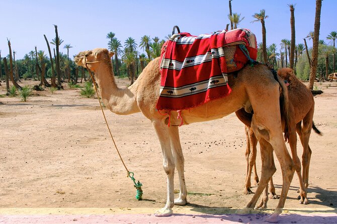Marrakech Camel Ride in Palmeraie - Who Should Book This Camel Ride, and Who Might Pass
