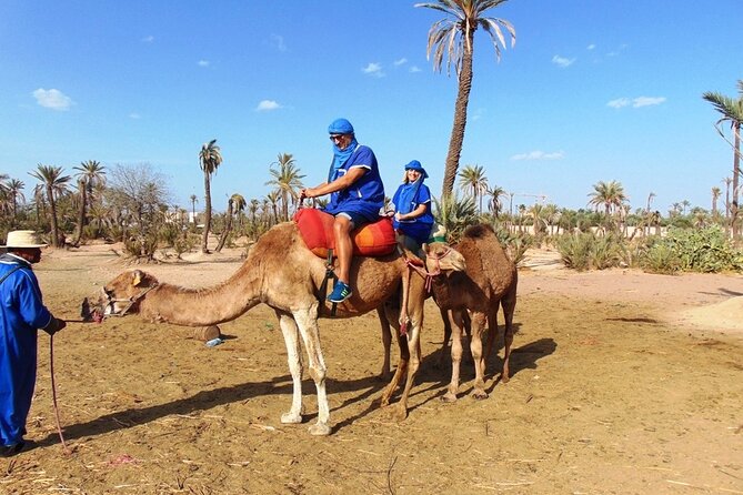 Marrakech Camel Ride in Palmeraie - From Your Hotel to the Palmeraie: Pickup and First Moments
