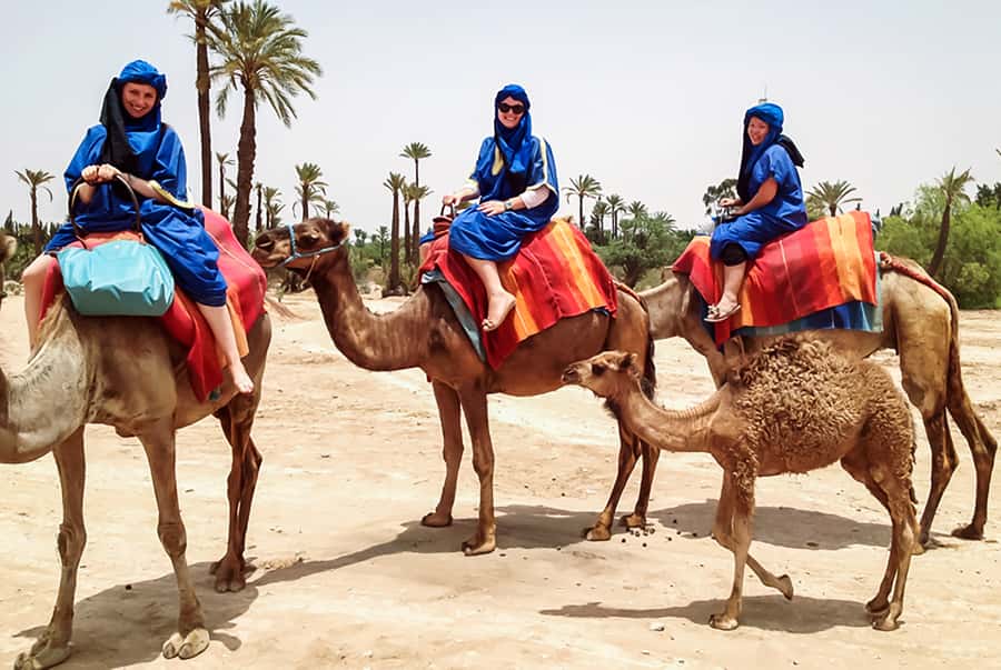 Marrakech: Camel Ride in the Oasis Palmeraie - Key things to clock before you go