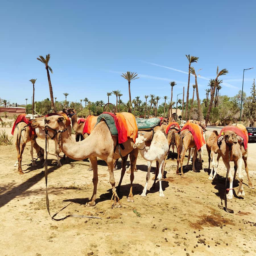 Marrakech camel ride in the palm grove - Who this Marrakech camel ride suits best