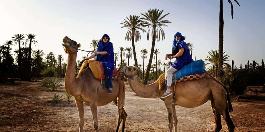 Marrakech camel ride in the palm grove - The camel experience itself: a guided rhythm, not a rodeo