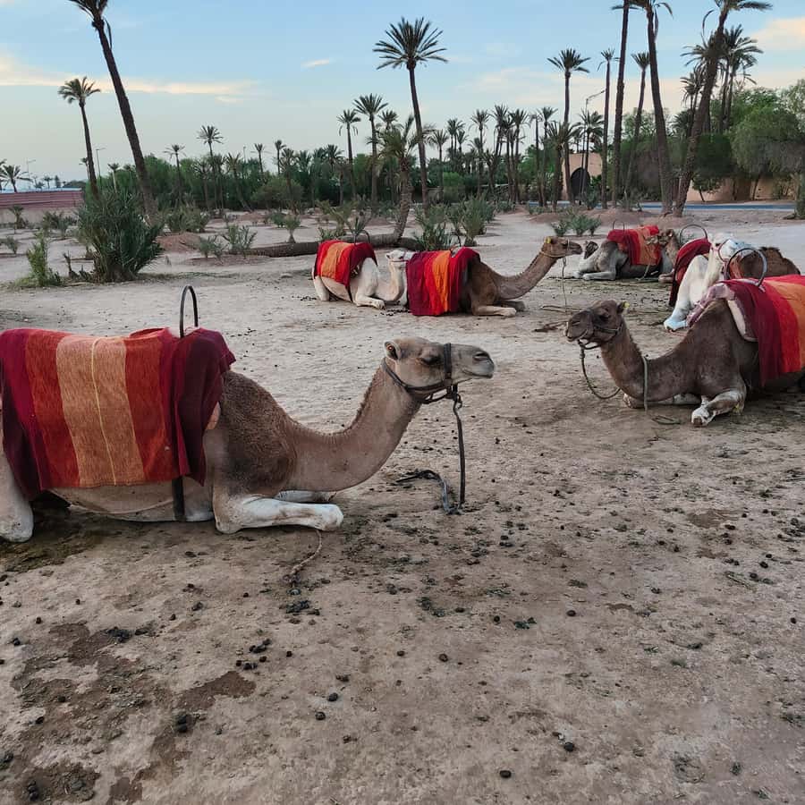 Marrakech camel ride in the palm grove - Price and logistics: where you get value, and where you might feel it
