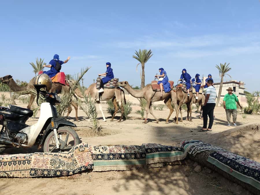 Marrakech camel ride in the palm grove - Getting to the Palmerai: timing, transport, and what the day feels like
