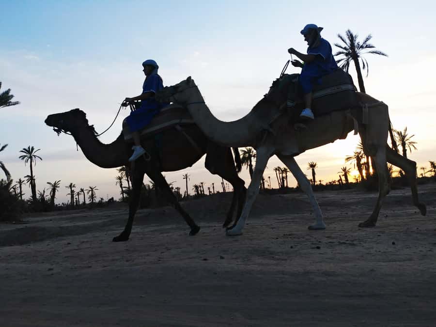 Marrakech Camel Ride in the Palmeraie Palm Grove - Tuareg-style dressing: Chache and Gandora, not just a costume