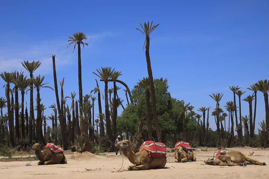 Marrakech: Camel Trek - Key things to know before you go
