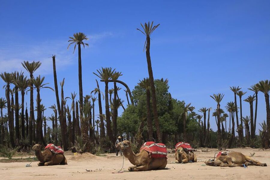 Marrakech: Camel Trek - Should You Book This Marrakech Camel Trek?