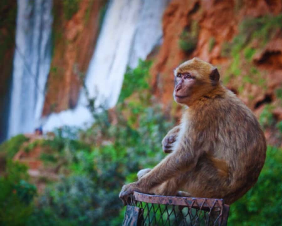 Marrakech: Day Tour to Ouzoud Waterfalls with Boat Trip - Price and value: what you get for $17, plus likely extras