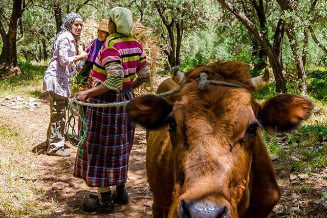 Marrakech: Day Trip to ourika valley & Atlas Mountains - What to Bring and How to Prep