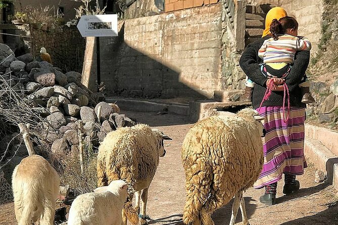 Marrakech: Day Trip to ourika valley & Atlas Mountains - Atlas Road Stops: Berber Market and Medicinal Plant Gardens