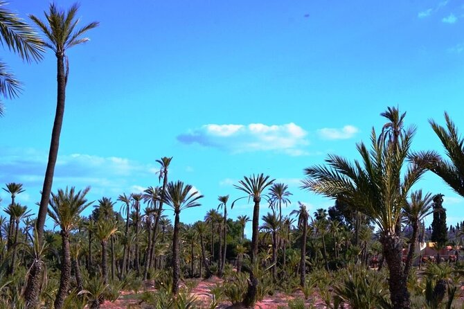 Marrakech Day Trip with Camel Ride from Casablanca - La Palmeraie Camel Ride: The Included Palm-Grove Break