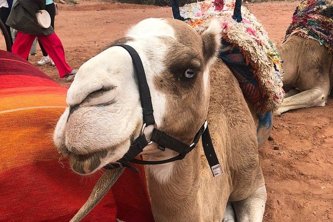 Marrakech: Desert Agafay & Atlas Mountains Day Trip & Camel Ride - Imlil Terraced Fields and Berber Culture You Can See, Not Just Hear