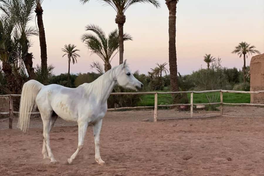 Marrakech: Desert and Palmeraie Horse Riding Tour & Transfer - Hotel pickup, then out to the eco-lodge (about 30 minutes)
