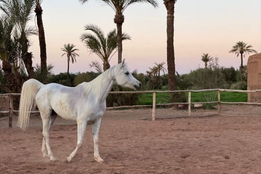 Marrakech: Desert and Palmeraie Horse Riding Tour & Transfer - Value for $44: what you actually get