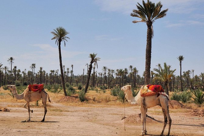 Marrakech Desert Camel Ride - Comfort and Timing: The Parts You Don’t Want to Think About