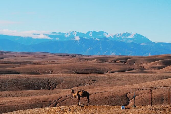 Marrakech Desert Dinner Show & sunset camel ride - Authentic - Price and what $29 actually buys in Marrakech time