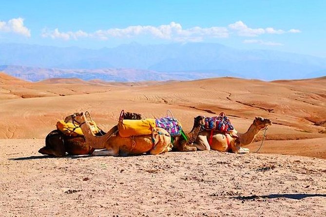 Marrakech Desert Quad and Camel ride, Lunch, and Poolside - Berber Village Time and Souk Energy