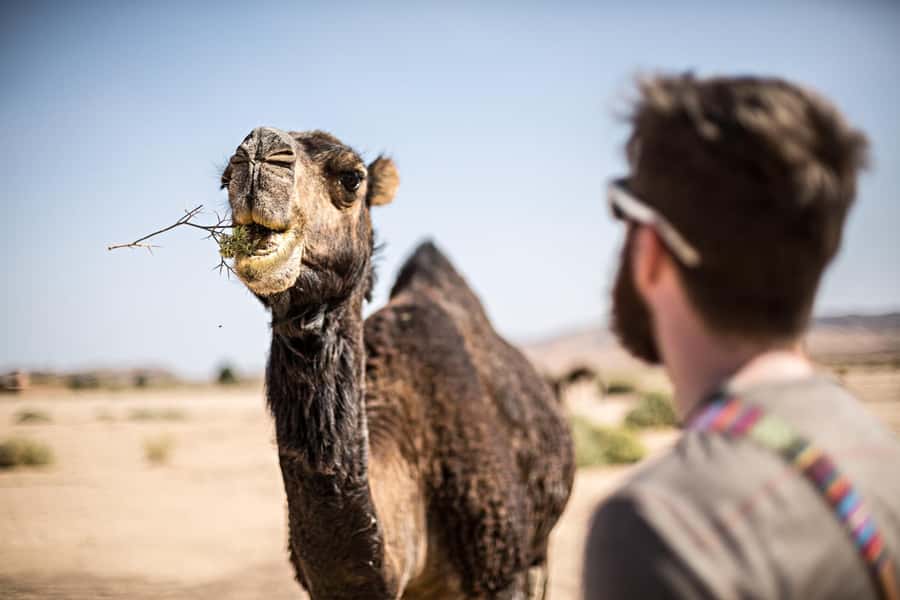 Marrakech: Dinner in Agafay Desert, Fire show & Camel Ride - Arrival and tent dinner: Moroccan flavors, plus a very good seat