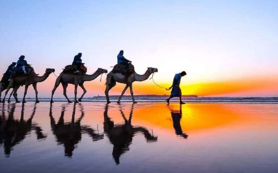 Marrakech Dinner Show Agafay Desert with Camels swiming pool - Camel Ride at Golden Sunset: The Main Event, With Real-World Comfort Tips