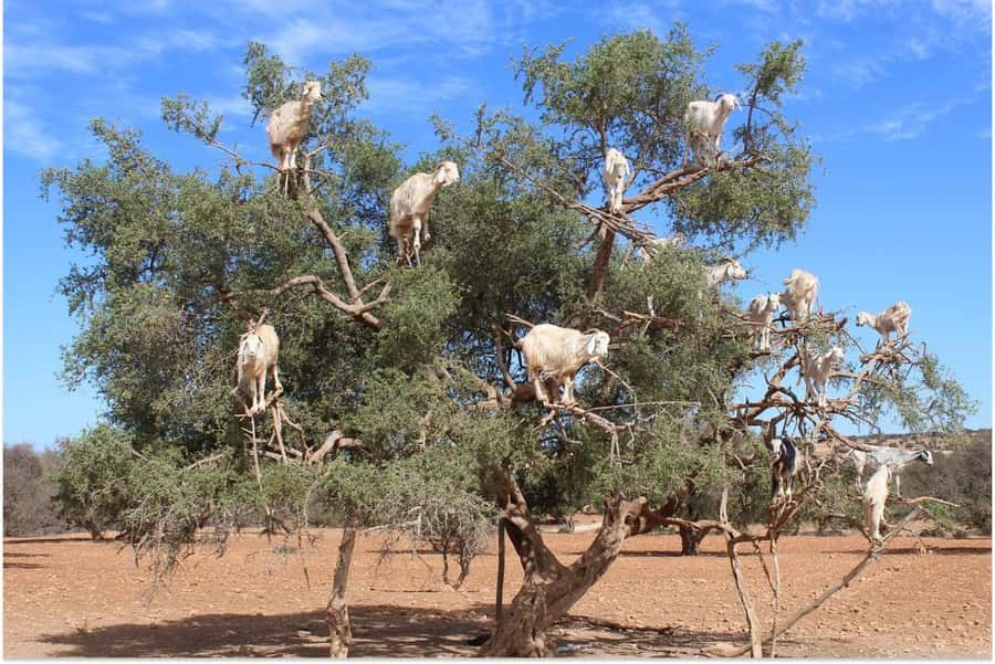 Marrakech: Essaouira Day Trip with Guided Tour - Price and What You Get for $28