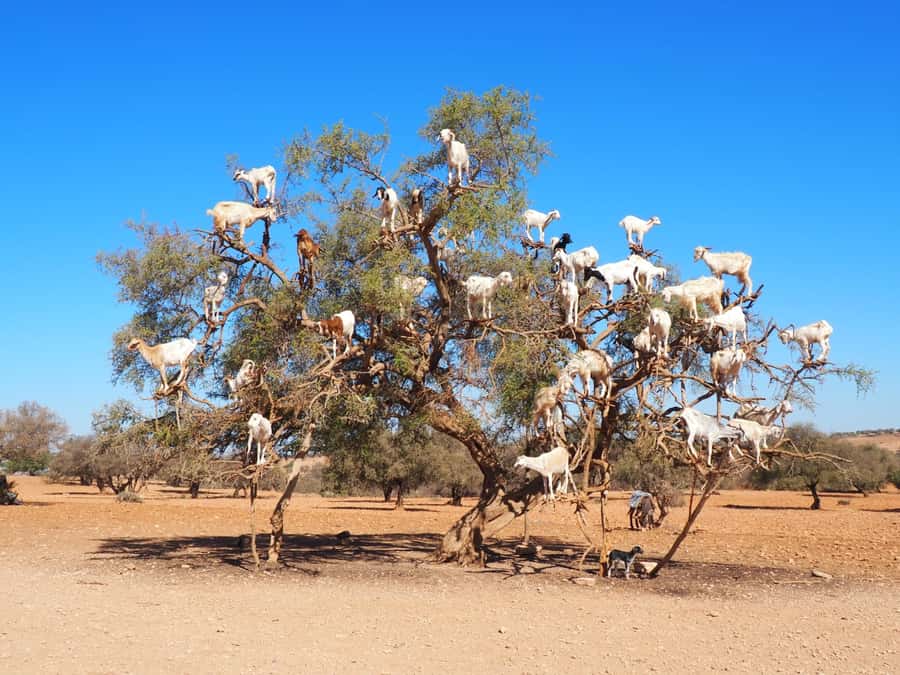 Marrakech: Essaouira Day Trip with Transfers and Co-op Visit - Why Essaouira Feels Like a Different World From Marrakech