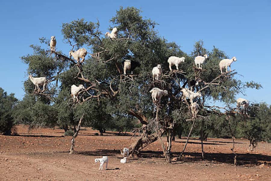 Marrakech: Essaouira Full-Day Trip - Fish Lunch and Shoreline Time, Plus How to Use Your 4 Hours