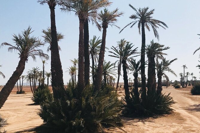 Marrakech Grove Palm Buggy Tour - From your Marrakech pickup to Quad Trails Marrakech camp