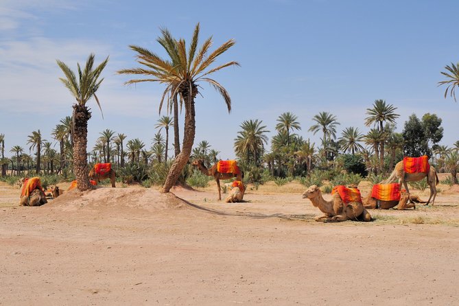 Marrakech: Half-Day Camel Ride in Palm Grove - Key Highlights You Should Know Before You Go
