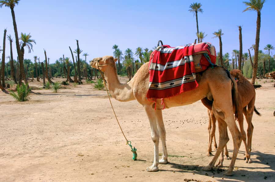 Marrakech: Half-Day Camel Ride in Palm Grove - Transfers, Timing, and What to Pack So You Feel Comfortable