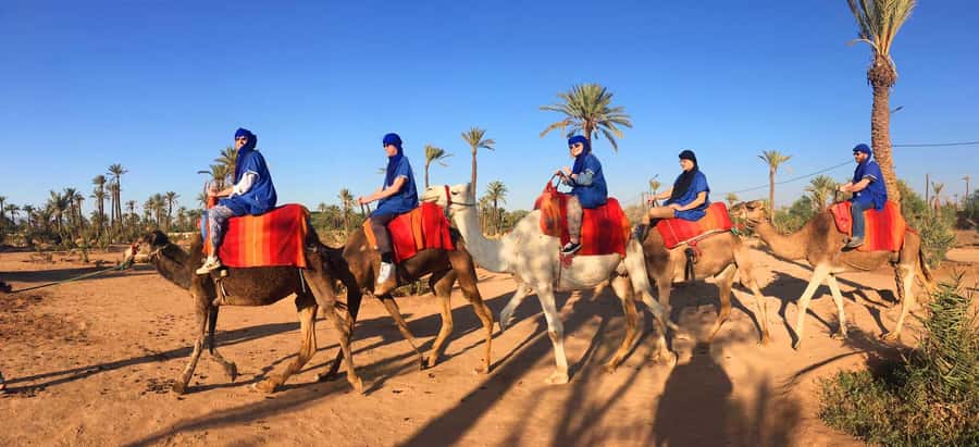 Marrakech: Half-Day Camel Ride in Palm Grove - Who This Camel Ride Is For, and Who Should Rethink It