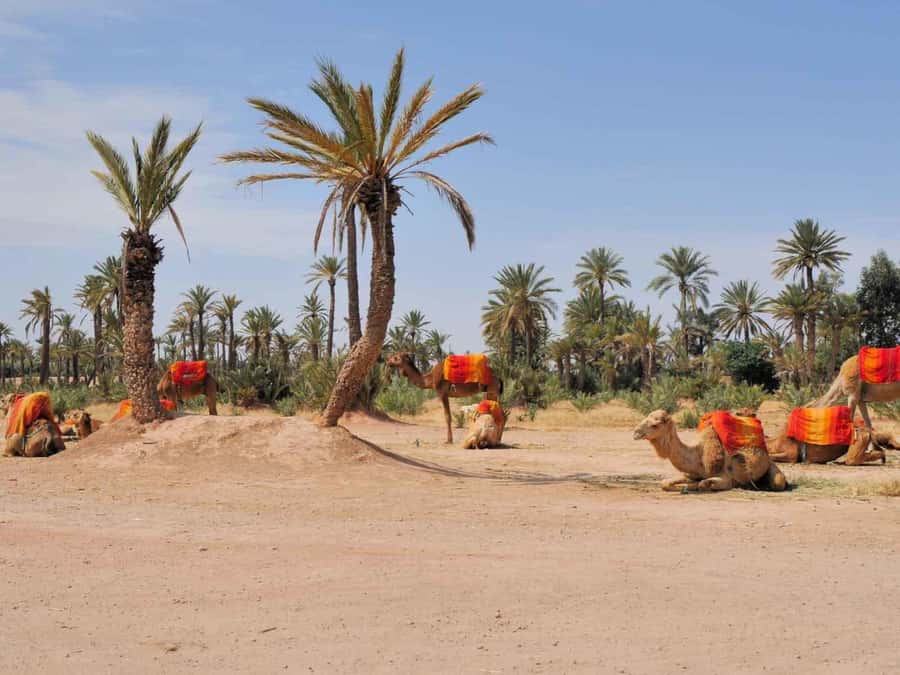 Marrakech: Half-Day Camel Ride in Palm Grove - Guides You Might Meet: Mohammad, Abdul, and Hasan