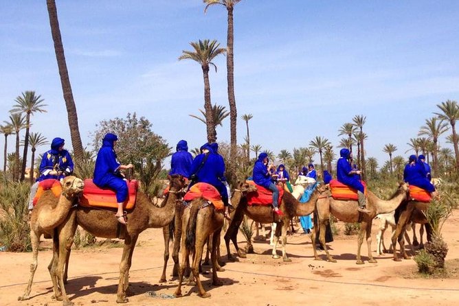 Marrakech: Half-Day Camel Ride in Palm Grove - What You Wear and What the Guide Really Does for Safety