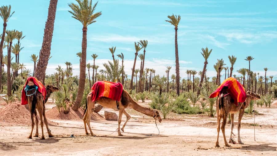 Marrakech: Half-Day Desert Quad Tour with Camel Ride - Two rides, one half-day: what this Marrakesh desert tour really feels like