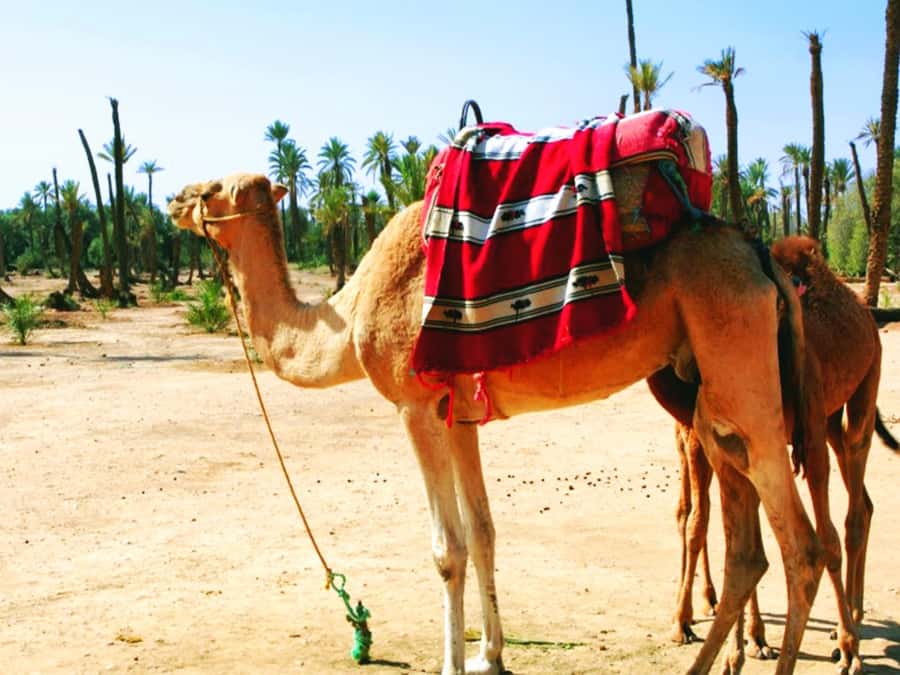 Marrakech: Half-day Dunes Trip With Buggy and Camel Ride - The Camel Ride for a Full Hour: Traditional Attire and a Slower Pace