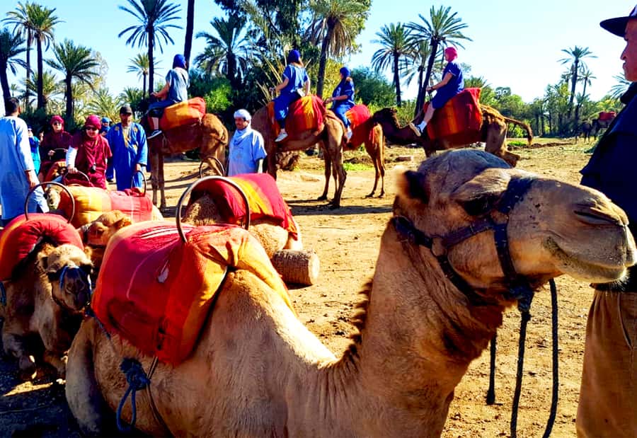 Marrakech: Half-Day Tour with Buggy Ride, Camel Ride and Spa - Camel ride with Saharan clothing: fun photos, slower pace, and mixed expectations