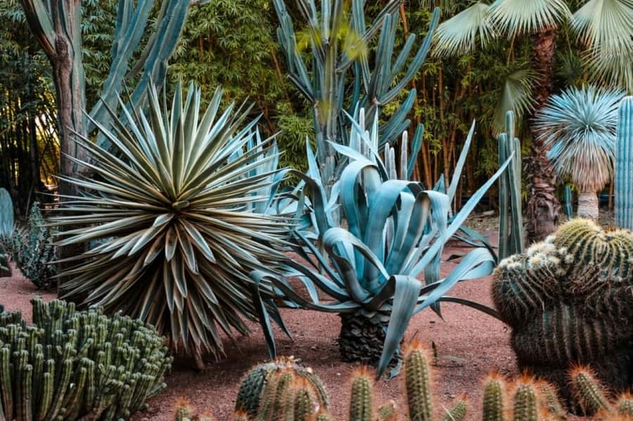 Marrakech: Majorelle Garden, Museums Tickets, & Audio Guide - Using the digital audioguide without getting stuck