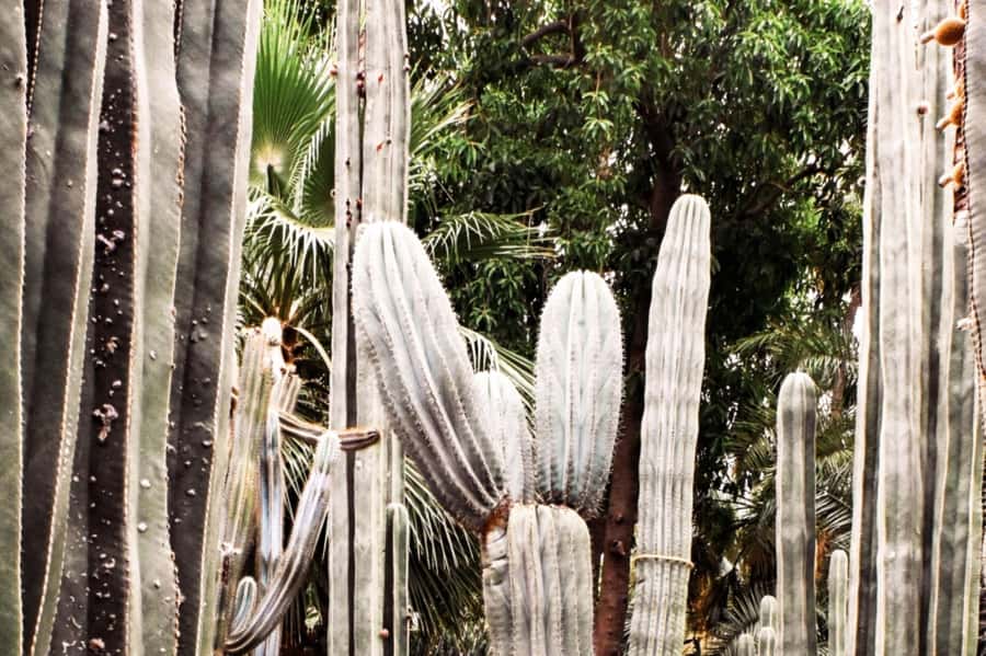 Marrakech: Majorelle Garden, YSL, and Berber Museum Entry - Majorelle Garden Entry, the Calm Start That Sets the Tone