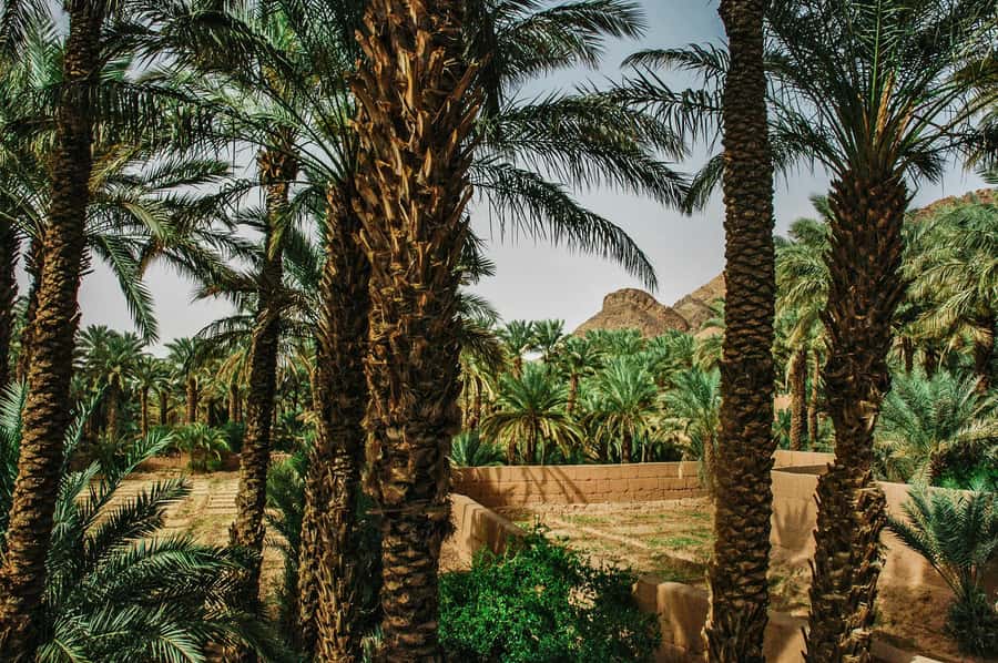 Marrakech/Ouarzazate: 2-Day Desert with Camel, 4x4 & Meals - From Marrakech Or Ouarzazate: the long scenic day one starts early