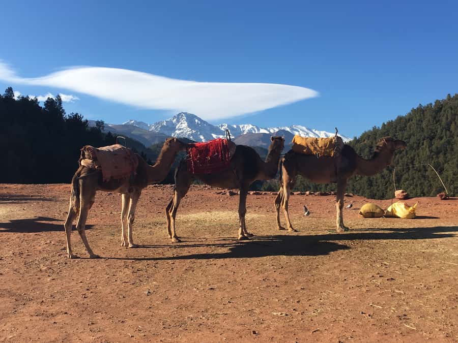 Marrakech: Ourika Valley & Atlas Mountains Half-Day Trip - Tea by the Ourika river, plus free time that feels like a reset