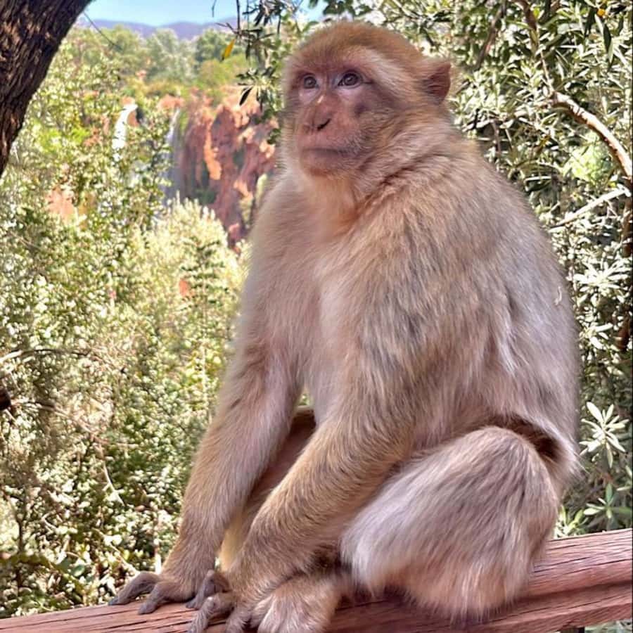 Marrakech: ourika valley lunch & guided hike to waterfalls - Should You Book This Tour?
