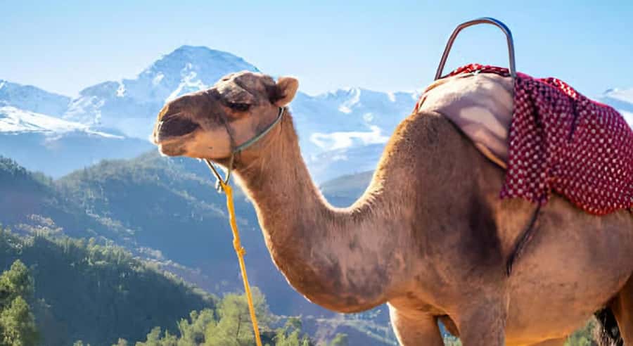Marrakech: Ourika Valley Waterfalls Hike & Traditional Lunch - The 7-Hour Rhythm: Pickup, Mountains, Lunch, and Back Again