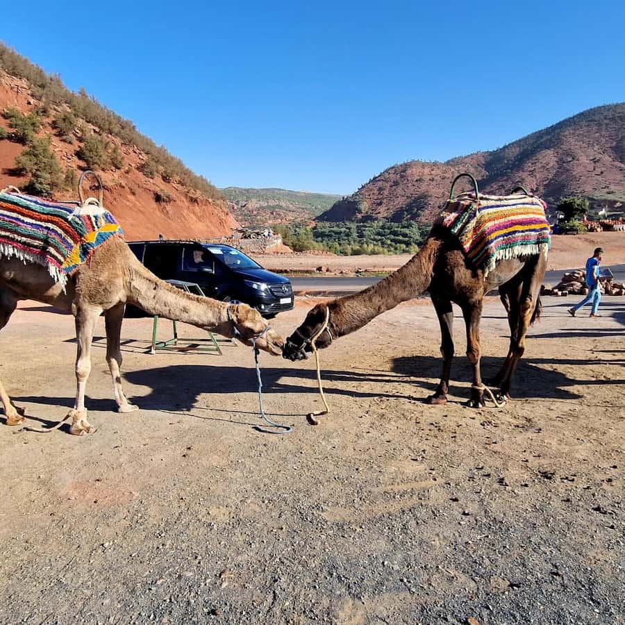 Marrakech: Ouzoud Waterfalls Trip, Guide & Boat + Lunch - Berber lunch with waterfall views, and how to handle outdoor dining