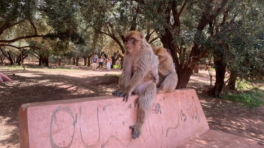 Marrakech: Ouzoud Waterfalls Trip, Guided Hike & Boat Option - Monkey time near Ouzoud: fun photos, clear rules, and personal responsibility