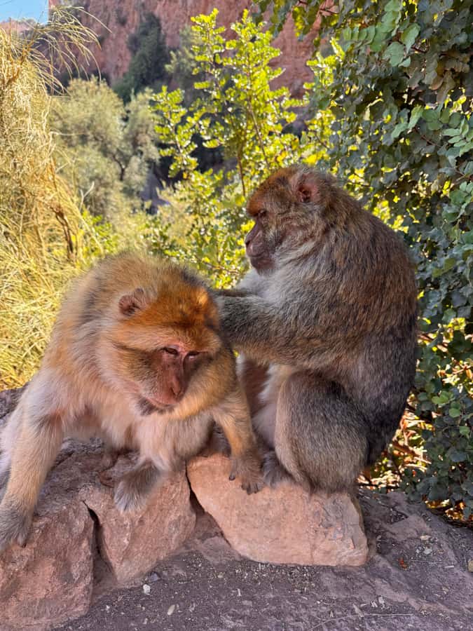 Marrakech: Ouzoud Waterfalls Trip, Guided Hike & Boat Option - Berber lunch with waterfall views: what to do about payment and timing