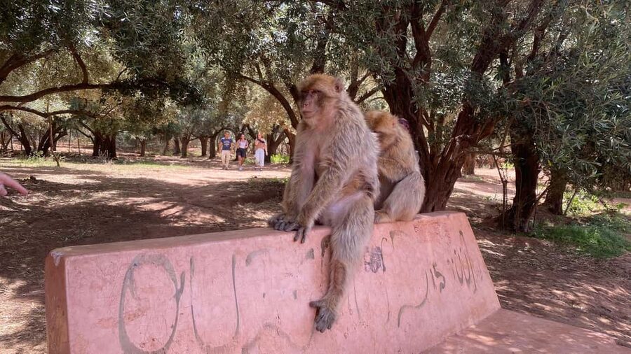 Marrakech: Ouzoud Waterfalls Trip, Guided Hike & Boat Option - Value and price: how $14 fits a 10-hour Marrakech day