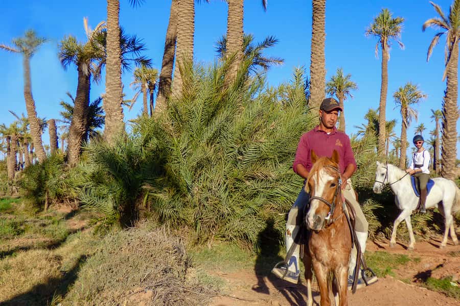 Marrakech: Palm Grove Horseback Riding Tour - Quick hits