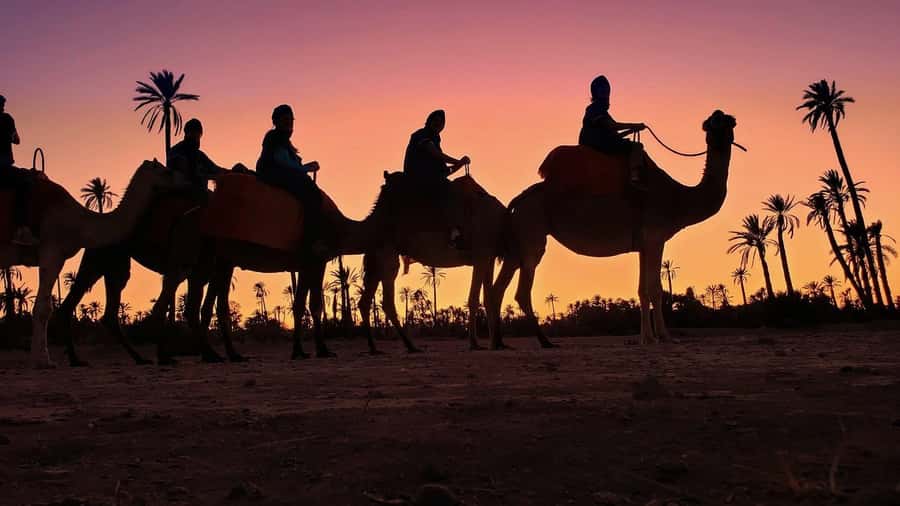 Marrakech palm grove: Sunset camel ride - Key things to know before you go