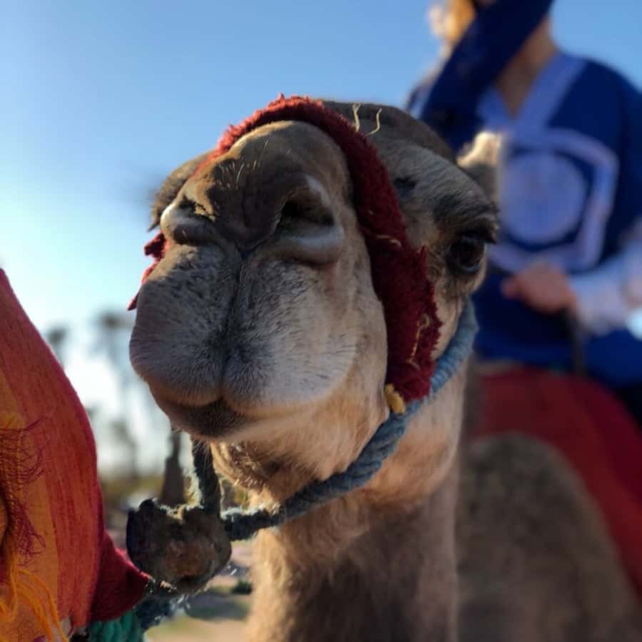 Marrakech palm grove: Sunset camel ride - Marrakech Palmeraie at golden hour: why this camel ride works