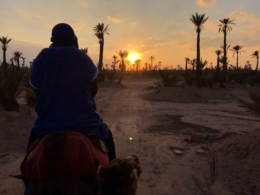Marrakech palm grove: Sunset camel ride - Hotel pickup and getting to the Palmeraie on a comfortable vehicle