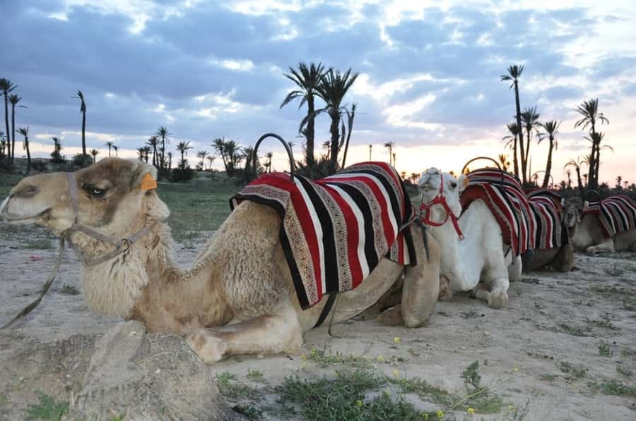 Marrakech palm grove: Sunset camel ride - Camel saddle 101: safety briefing, sheish, and comfort reports