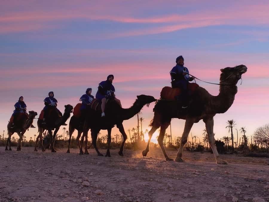 Marrakech palm grove: Sunset camel ride - The 150-minute plan, and how it flows in real time